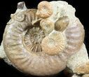 Very Displayable Ammonite Cluster - Dorset, England #45971-2